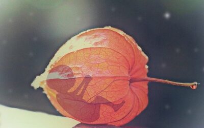 What to expect to see on scan in early pregnancy