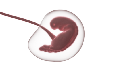 What is the gestational age, and how is the estimated due date calculated?