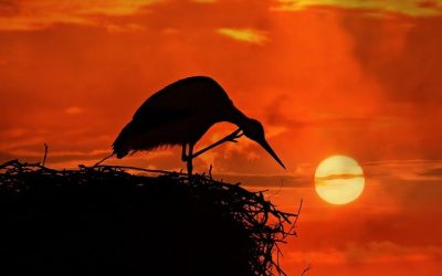 Itchy Skin in Pregnancy